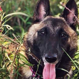Belgian Malinois from Element Belgians