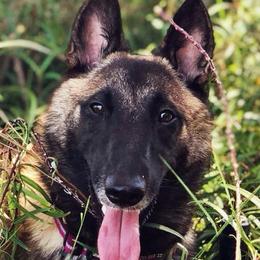 Belgian Malinois from Element Belgians