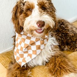 Bernedoodle puppies from Colby Trail Doodles