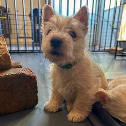Scottish Terrier Puppies from Rocket's West Texas Scottish Terriers (WTX ST)