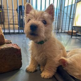 Scottish Terrier Puppies from Rocket's West Texas Scottish Terriers (WTX ST)