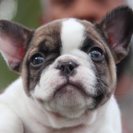French Bulldogs from Finest Frenchies