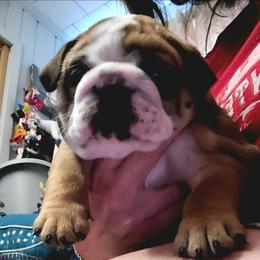 Davos boy 5 - Fawn and white male Bulldog puppy in Fort Gaines, Georgia from Carrie's Bulldogs