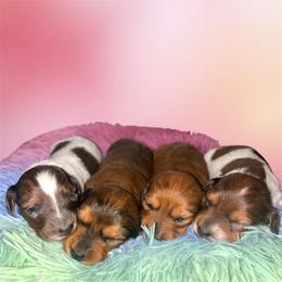 Dachshund puppies from Southern Sweetheart Kennels