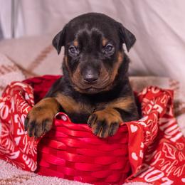 Red boy - Black and rust male Doberman Pinscher puppy in Shelby, North Carolina from IronBee Dobermans