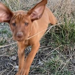Vizslas from Martin Kennel