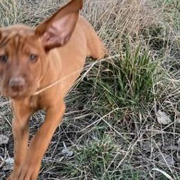 Vizslas from Martin Kennel