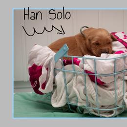 Han Solo - Dark golden male Golden Retriever puppy in Driggs, Idaho from SK Golden Retrievers