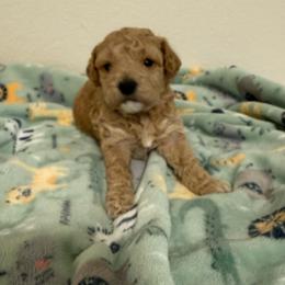 Devon - Apricot male Poodle puppy in Azle, Texas from Texas Kissed K9s