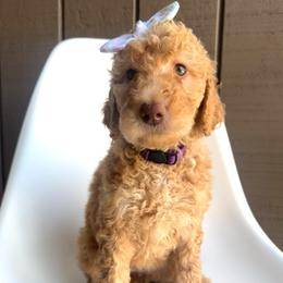 Fairy - Apricot female Goldendoodle puppy in Mount Pleasant, Tennessee from Doodle My Heart