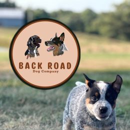 Boy 1 - Blue Australian Cattle Dog puppy in Nevada, Missouri from Back Road Dog Company, LLC