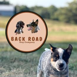 Boy 1 - Blue Australian Cattle Dog puppy in Nevada, Missouri from Back Road Dog Company, LLC