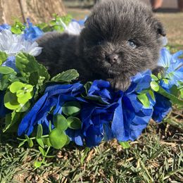 Pomeranian Puppies from Royal Paws Of Colorado