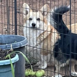 Maltipoos and Pembroke Welsh Corgis from Eclipseann