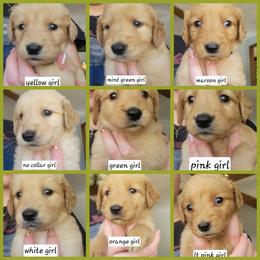 Girl 8 - Golden female Golden Retriever puppy in Lakewood, Washington from Lenhart Goldens