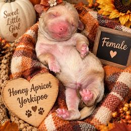 Honey - Apricot female Yorkipoo puppy in Gastonia, North Carolina from Banks Dynasty Kennel