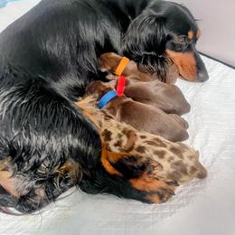 Dachshund puppies from Milky Way Miniature Dachshunds