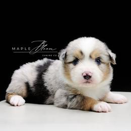 Boy 1 - Blue merle male Miniature Australian Shepherd puppy in Glen Rose, Texas from Maple Bloom Canine Co.