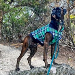 Boxer All Grown Up from Boxer of House Bairon