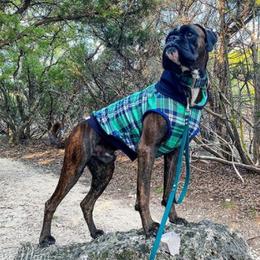 Boxer All Grown Up from Boxer of House Bairon