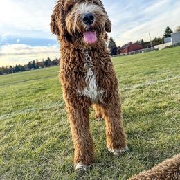 Nika - Goldendoodle