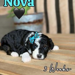 Nova - Tri-color female Bernedoodle puppy in Runaway Bay, Texas from Green Ranch Doodles