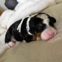 Teal Girl - Tri-color female Bernedoodle puppy in Fort Gibson, Oklahoma from Waggle Doodles