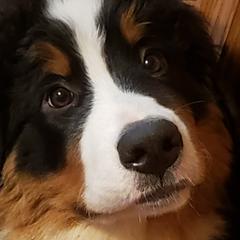 Sammy - Bernese Mountain Dog