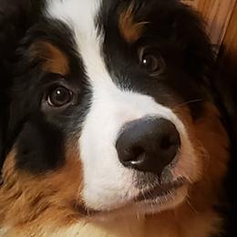 Sammy - Bernese Mountain Dog