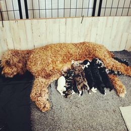 Goldendoodle Puppies from Pearl Grey Doodles