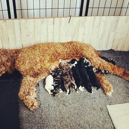 Goldendoodle Puppies from Pearl Grey Doodles