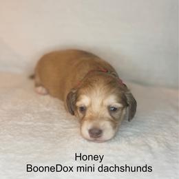 Honey - Cream female Dachshund puppy in Lexington, Oklahoma from BooneDox Miniature Dachshunds