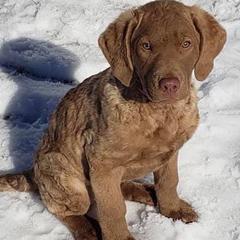 Chesapeake Bay Retrievers from Chessieville Bay Enterprises LLC