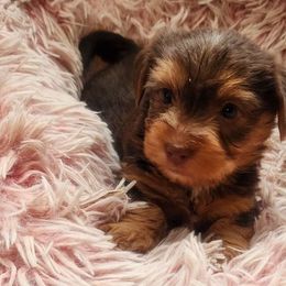 Bear - Chocolate, tan and white Yorkshire Terrier puppy in Garland, Texas from Arcadian Farms