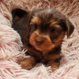 Bear - Chocolate, tan and white Yorkshire Terrier puppy in Garland, Texas from Arcadian Farms