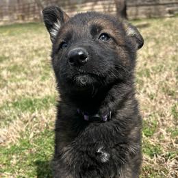 Edgar - male German Shepherd puppy in Dewy, Oklahoma from Great North Kennels