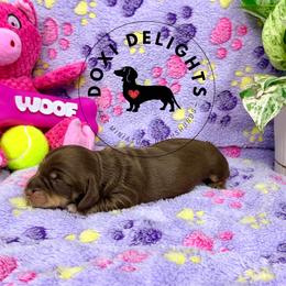 Snickers - Chocolate and cream female Dachshund puppy in Seagoville, Texas from Doxi Delights AKC Miniature Dachshunds