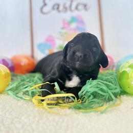 Beth-Purple girl - Black and white female Companion Cross puppy in Calimesa, California from Teakwoodpoodleofsocal