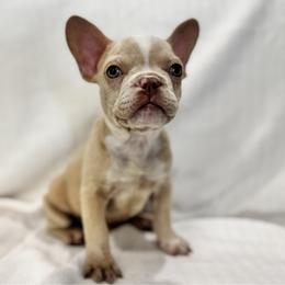 Boy 4 - Cream male French Bulldog puppy in Walnut, California from Flores Frenchies
