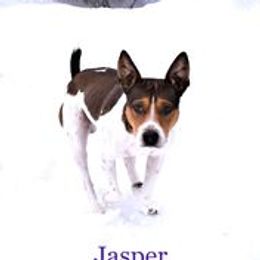 Rat Terriers from Sandpoint Deckers