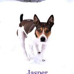 Rat Terriers from Sandpoint Deckers