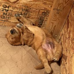 Golden Retriever Puppies from Thousand Lake Retrievers