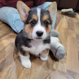 Pembroke Welsh Corgi Puppies from Rees Corgis