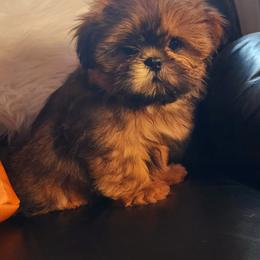 Shih Tzu Puppies from Deborah Theisen