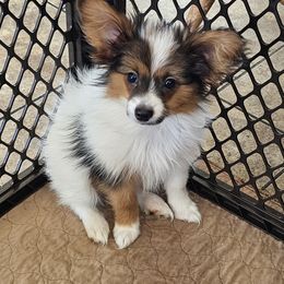 Papillon Puppies from AZSunshine K9's