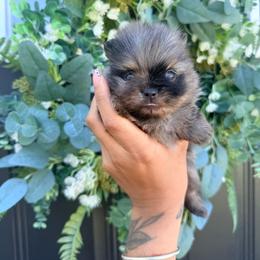Espresso - Blue merle male Pomeranian puppy in Newport News, Virginia from Nel’s Pomeranians