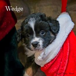 Wedge - Puppy 1 - Black tri male Miniature American Shepherd puppy in Ellensburg, Washington from Wiggle Rump Ranch