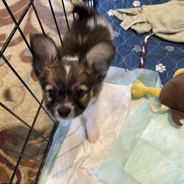 Boy 2 - Red white and sable male Papillon puppy in Peoria, Illinois from Sass*A*Frass Papillons