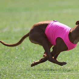 Pharaoh Hounds from Sumaria Hounds