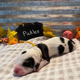 Basset Hound Puppies from Blessed Bassets